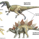 恐竜の種類：鳥盤類と竜盤類の違い
