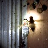 【動画】スズメバチがコガネバチの巣にかかるも…まさかのスズメバチ死亡