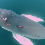 【動画】ザトウクジラの子どもがサメに襲われて皮膚がズタズタになる