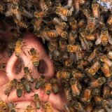 【動画】女王バチのフェロモンを身にまとって全身をミツバチだらけにする男性