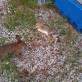 【動画】ぐったりしているウサギを容赦なく蹴りまくるウサギ