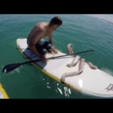 【動画】ヒトに捕獲されたダイオウホウズキイカ、サーフボードを襲う