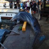 【動画】ジンベイザメが捕獲されて漁港に連れてこられるも乱暴に海に返される