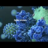 【動画】コロナウィルスのワクチンってどんな風に作用するの？その仕組みを綺麗な３D映像で解説してみた