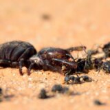 アリの巣を襲撃し巣から出てくるアリを片っ端から殺戮していくヒヨケムシ