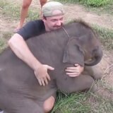 【動画】抱きしめられるのが大好きな赤ちゃんゾウ、人間にデレデレ