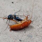 【動画】エメラルドゴキブリバチが執念深くゴキブリを追い回して卵を産み付ける