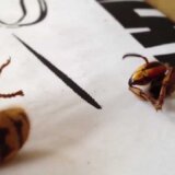 【動画】頭を胴体から切断されてもまだ怒り続けているスズメバチ