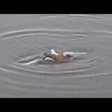 【動画】腹ペコなタコがカモメに絡みつき溺死させる