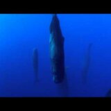 【動画】海中で垂直になって寝ているマッコウクジラの群れの異様な光景