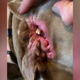 【動画】歯も生えて唾液も分泌できる第二の口が耳にあるイヌ