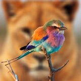 14色のカラフルすぎる羽を持つ目立ち過ぎなヤツ「ライラックニシブッポウソウ」