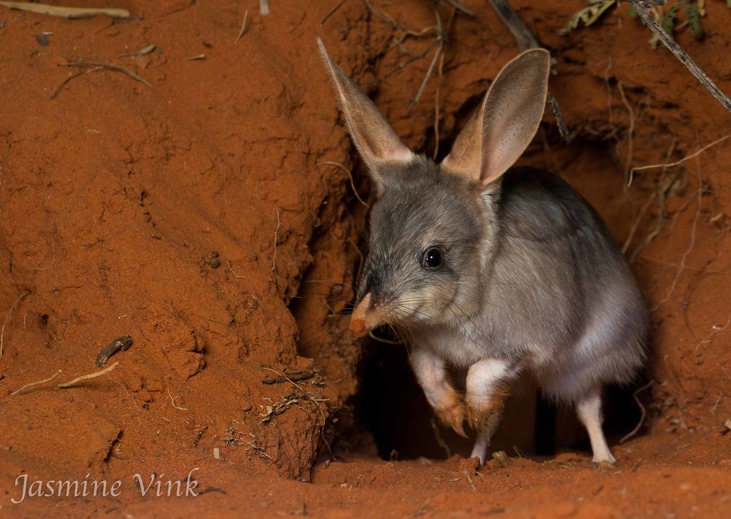 耳が大きいけどウサギではない異次元なかわいさのヤツ「ミミナガバンディクート」 バイオハックch