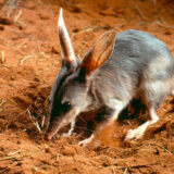 耳が大きいけどウサギではない異次元なかわいさのヤツ「ミミナガバンディクート」