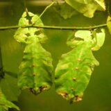 葉っぱに擬態する昆虫の究極形態なヤツ「コノハムシ」