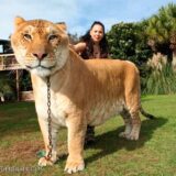 ライオンとトラを掛け合わせたら世界最大のネコ科動物になったヤツ「ライガー」