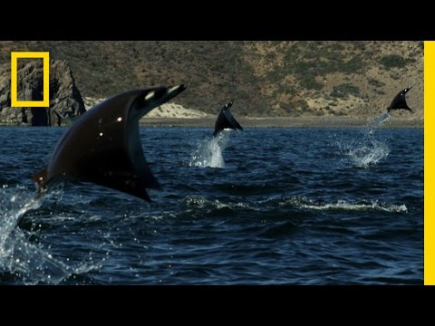 メキシコの海でジャンプしまくるエイの姿がすごい エイは何故飛ぶの バイオハックch