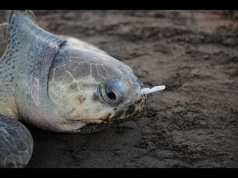 閲覧注意 10cmのプラスチックストローが鼻に入ってしまったウミガメを救出した バイオハックch