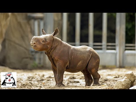 胸キュン注意 こどもの時は可愛かった 大型動物の赤ちゃんたち バイオハックch