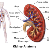 様々な動物の排出器－前腎、中腎、後腎、収縮胞、原腎管、側線管、腎管、マルピーギ管、触覚腺