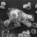 ヒトの免疫細胞の数は何個？