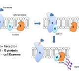 内分泌に関するタンパク質－Gタンパク質・Gタンパク質共役型受容体・ステロイドホルモン受容体－