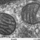 植物細胞のミトコンドリアと動物細胞のミトコンドリアには違いはあるの？