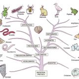 生物・細胞の多様性と共通性－単細胞生物・細胞群体・多細胞生物－
