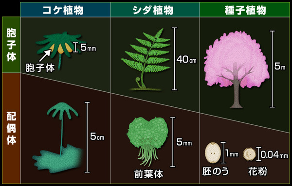 系統 植物界 バイオハックch