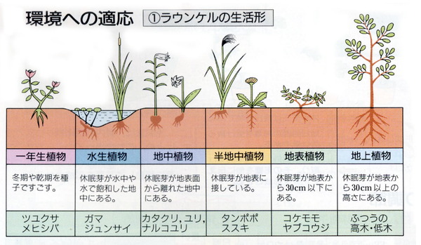 ラウンケルの生活形の観察 バイオハックch