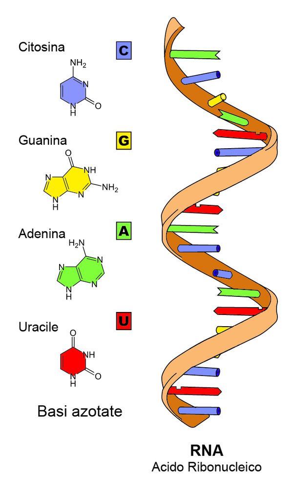 真核生物のタンパク質の合成－転写・スプライシング・翻訳－