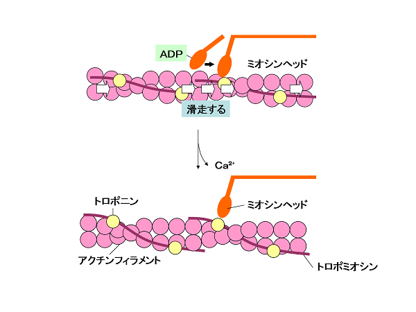 細胞内のタンパク質 モータータンパク質 バイオハックch