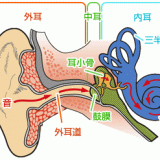 耳の構造と働き