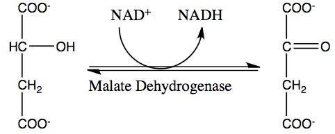 酸化還元酵素の種類