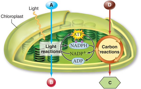 光合成の仕組みの解明 ねこでもわかる生物学