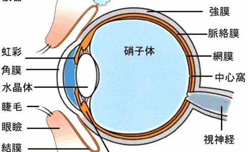 目の構造 角膜 虹彩 水晶体 チン小帯 ガラス体 網膜 脈絡膜 強膜 視神経 バイオハックch