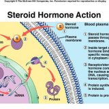 ［論述］ステロイドホルモンとペプチドホルモンの違い