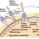 ウニの受精過程－先体反応・表層反応・多精拒否－