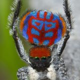 クモのイメージを再編成させる美しい新種蜘蛛