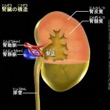 ブタの腎臓の観察