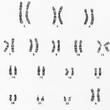 染色体について－相同染色体・遺伝子座・性染色体－