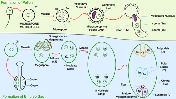 植物の配偶子形成 バイオハックch