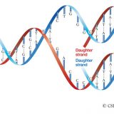 DNAの複製の仕組み－メセルセンとスタールの実験－