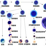 細胞の全能性　幹細胞・iPS細胞