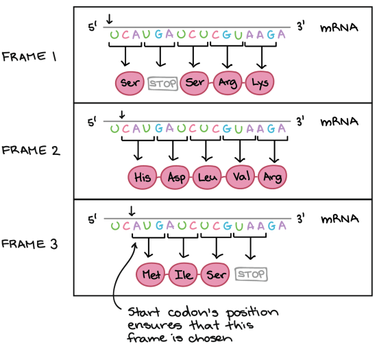 organizational-and-open-reading-frame-relationships-among-four-lp17