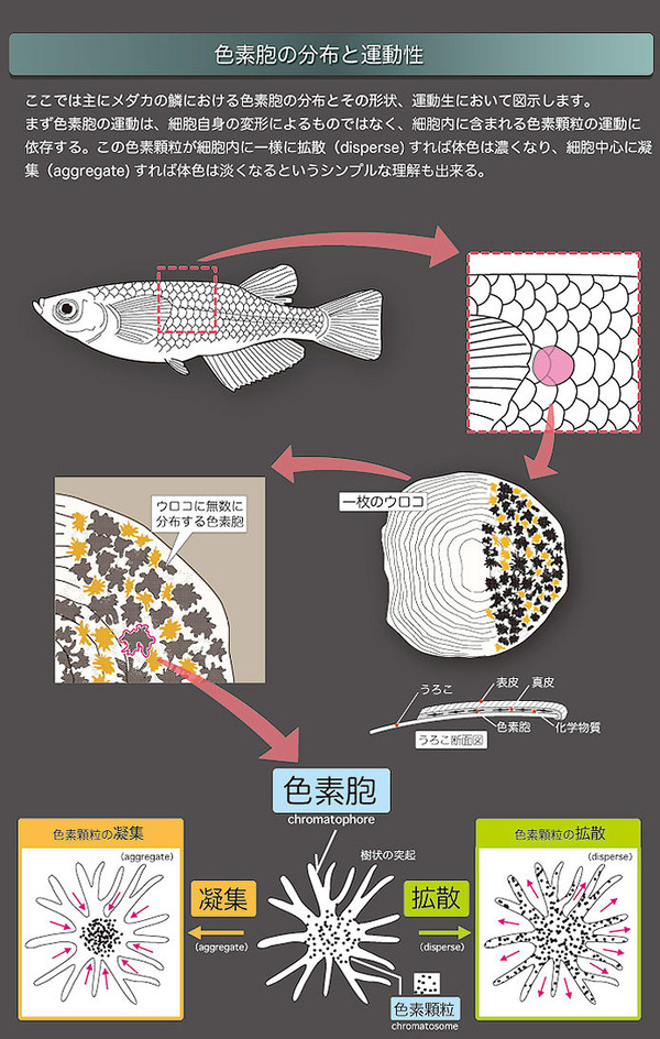メダカの体色変化の観察 バイオハックch
