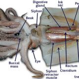 イカの解剖