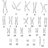 染色体突然変異-倍数性-