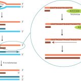 なぜテロメアのプライマーRNAはDNAに置換されないのか
