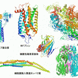 タンパク質の構造決定：X線結晶解析・NMR分光法（核磁気共鳴分光法）